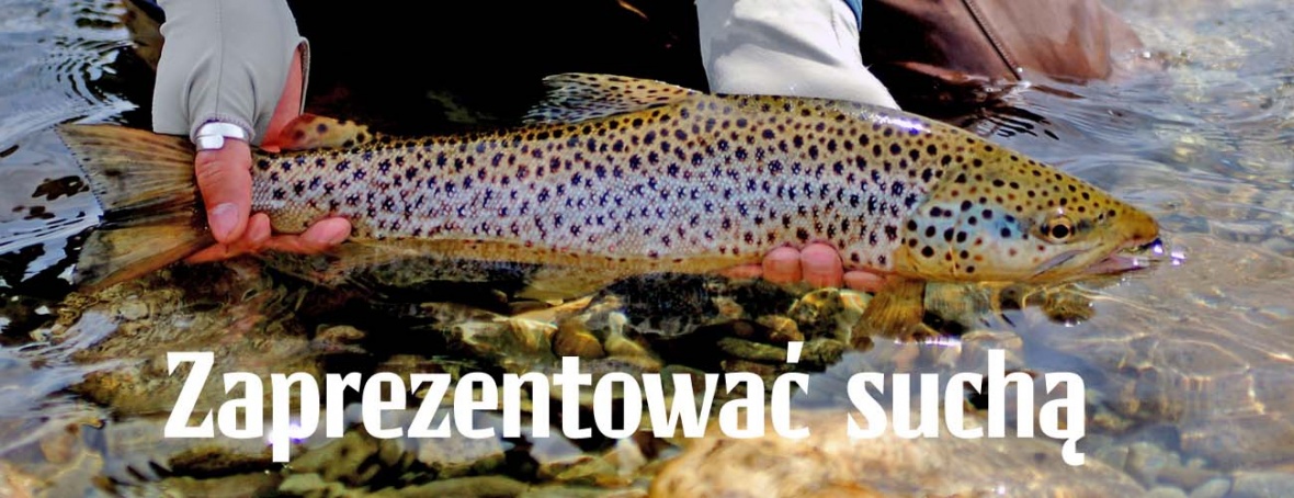Zaprezentować suchą