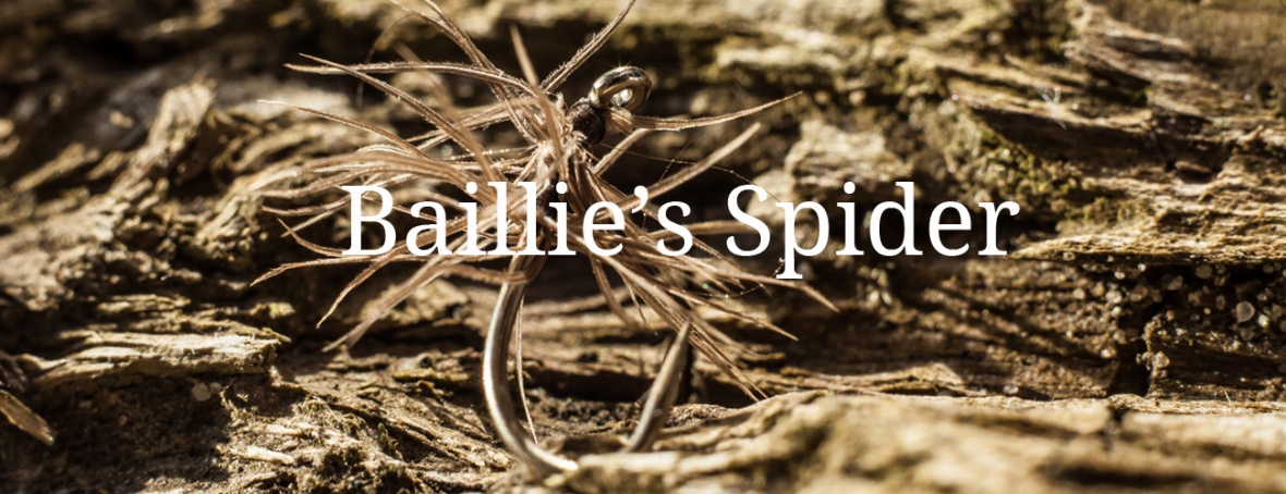 Baillie’s Spider